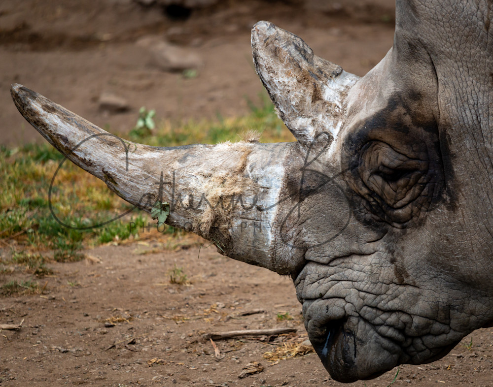 Rhino Wrinkles Photography Art | Catherine Balck Photography Rhino Wrinkles Photography Art | Catherine Balck Photography