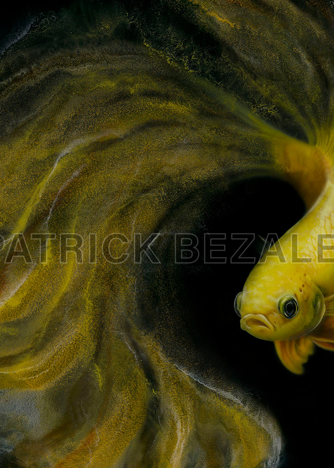 Betta Fish Yellow (Diasec™ Print)  Art | Patrick Bezalel Pte Ltd
