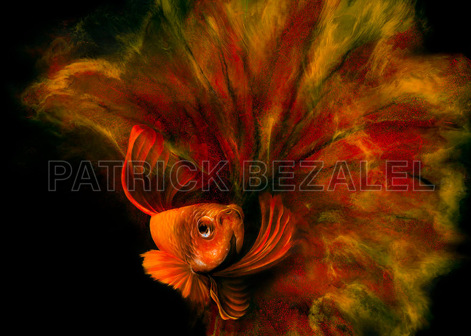 Betta Fish Red (Diasec™ Print)  Art | Patrick Bezalel Pte Ltd