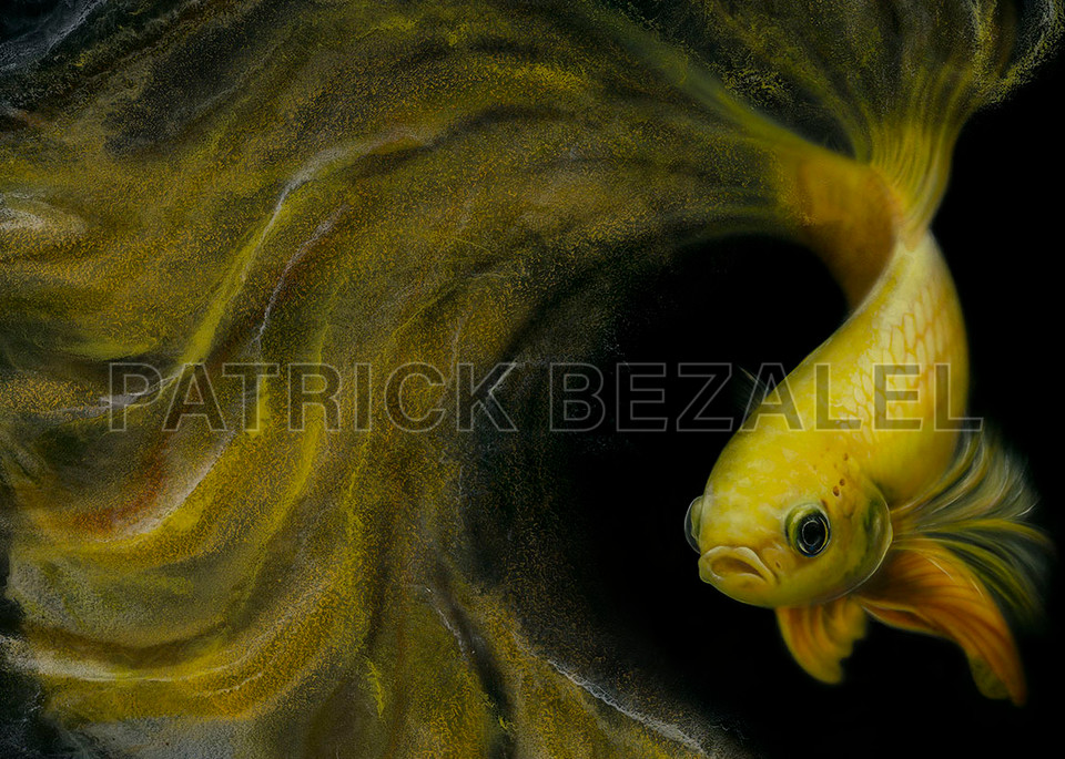 Betta Fish Yellow (Diasec™ Print)  Art | Patrick Bezalel Pte Ltd