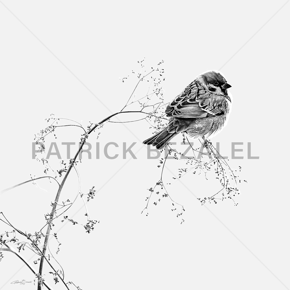Birds Do Not Worry About Tomorrow   Light Grey (Diasec™ Print)  Art | Patrick Bezalel Pte Ltd