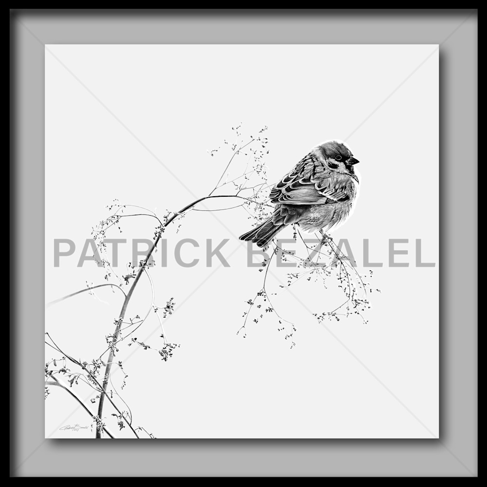 Birds Do Not Worry About Tomorrow   Light Grey (Fine Art Print With Frame)  Art | Patrick Bezalel Pte Ltd