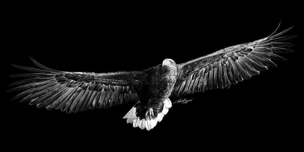 Own Limited Edition Hand-drawn Art On Eagles' Wings | Patrick Bezalel Fine Artist