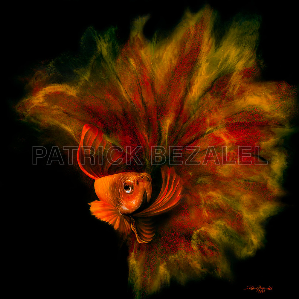 Betta Fish Red (Diasec™ Print)  Art | Patrick Bezalel Pte Ltd