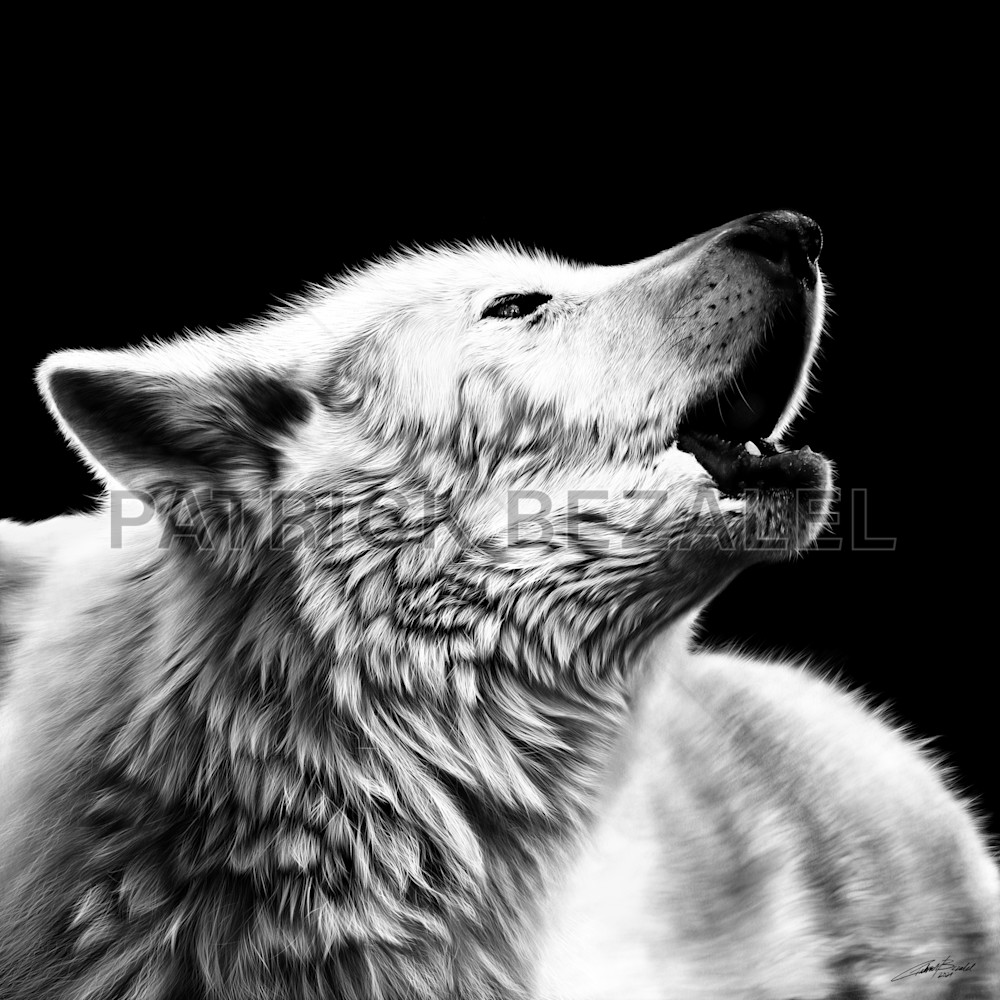 Ravenous Wolf (Diasec™ Print) Art | Patrick Bezalel Pte Ltd
