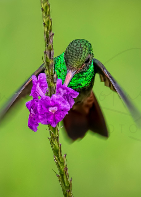 Emeralds Necklace of the Rufous-Tailed  Hummingbird