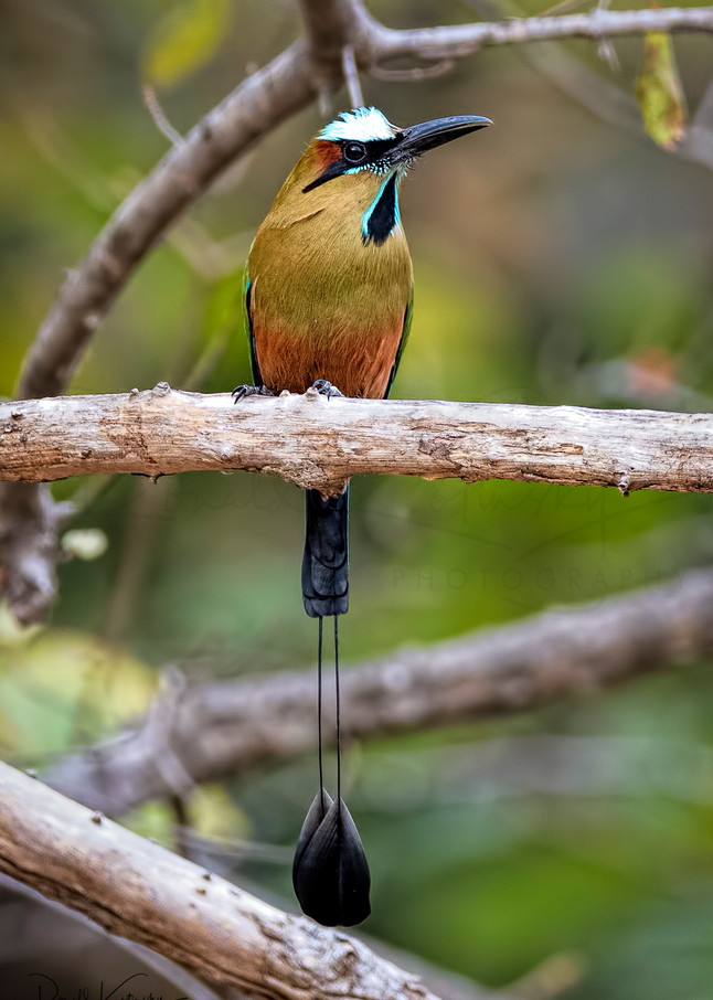The Turquoise Browed Motmot 