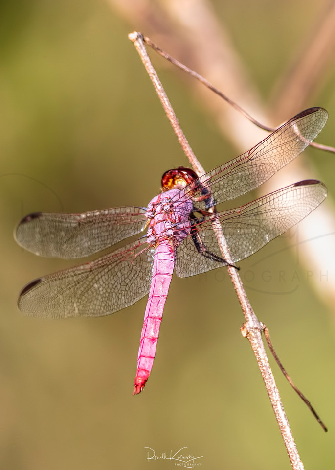 The Roseate Skimmer Dragonfly