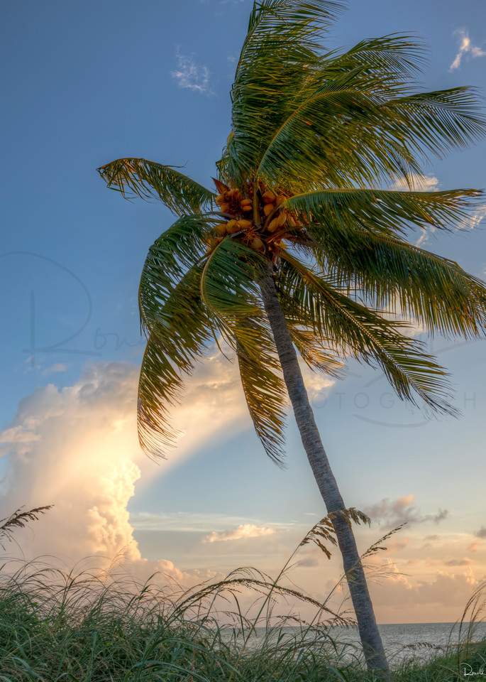 Coconut Storms