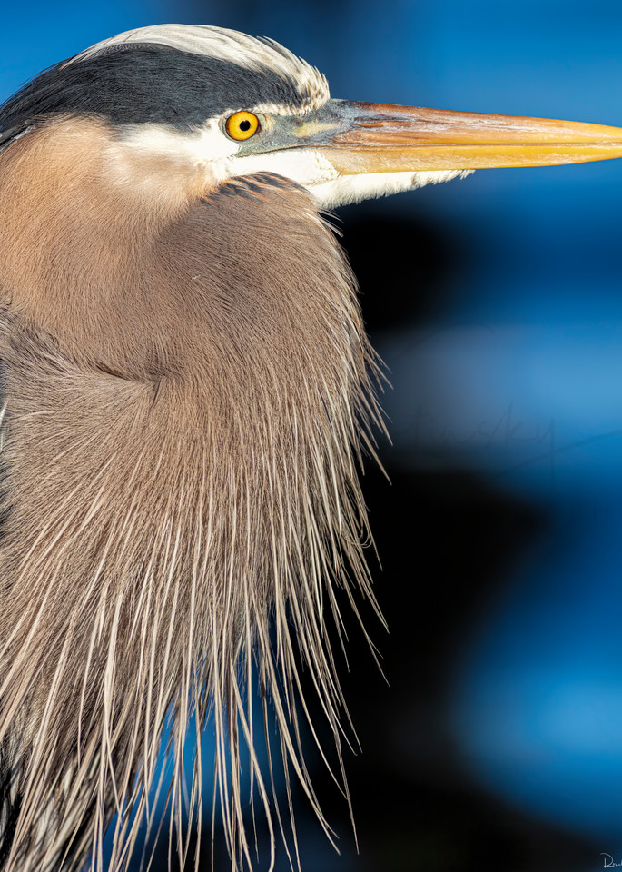 A Portrait of a Great Blue Heron 2