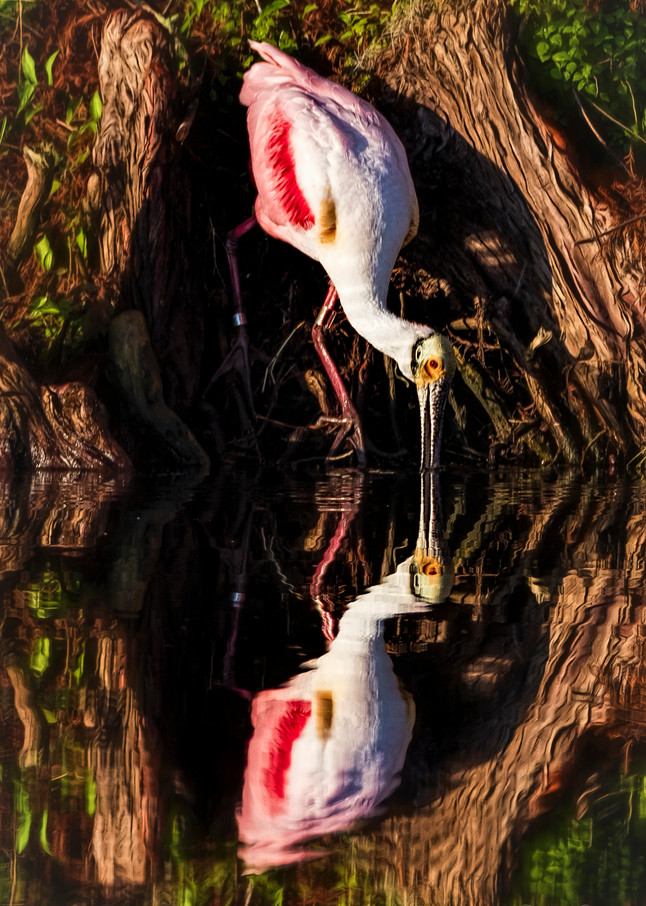 Spoonbill Reflections at the Cypress