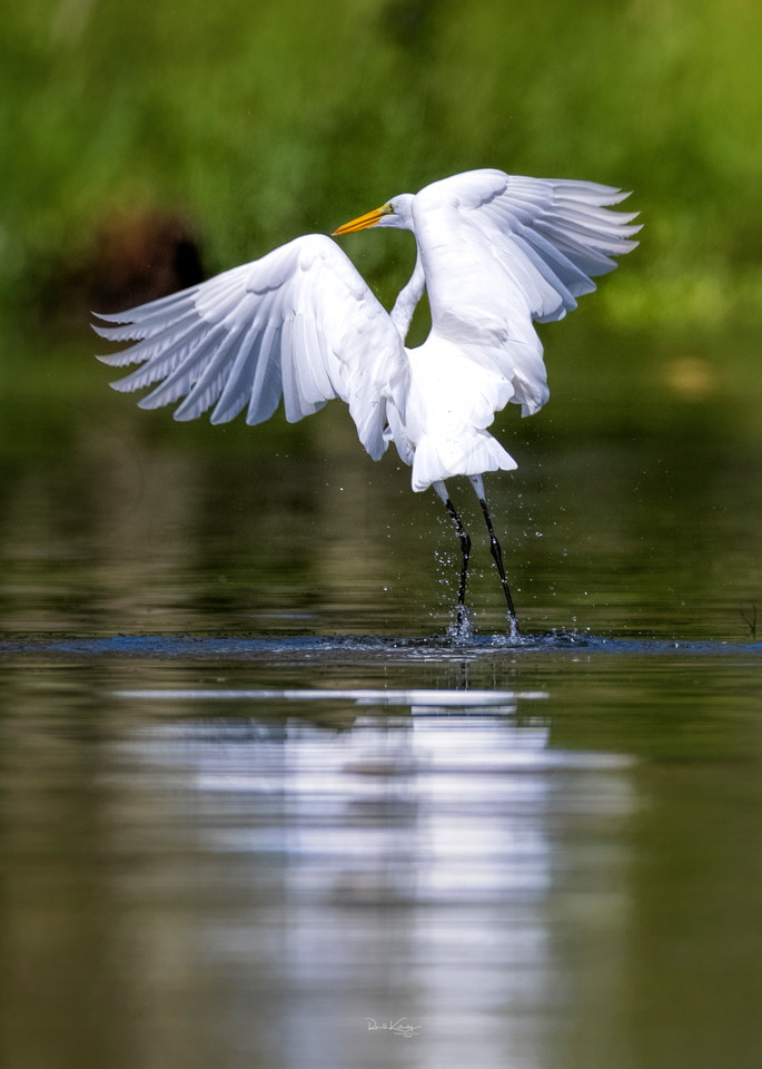 Dance of the Great Egret