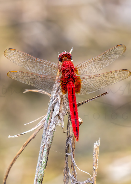 The Scarlet Dragonfly
