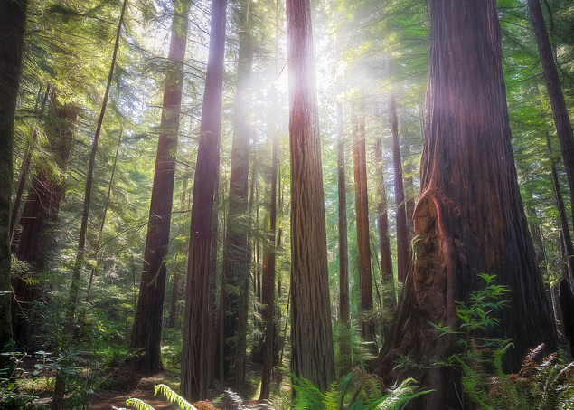 The Shaman of the Redwoods Photographic Art