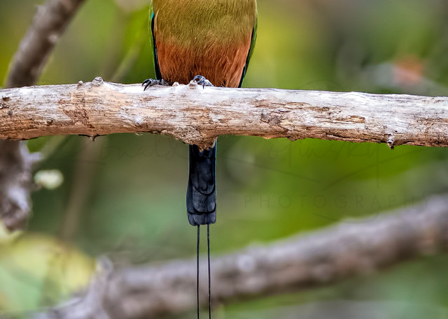 The Turquoise Browed Motmot 
