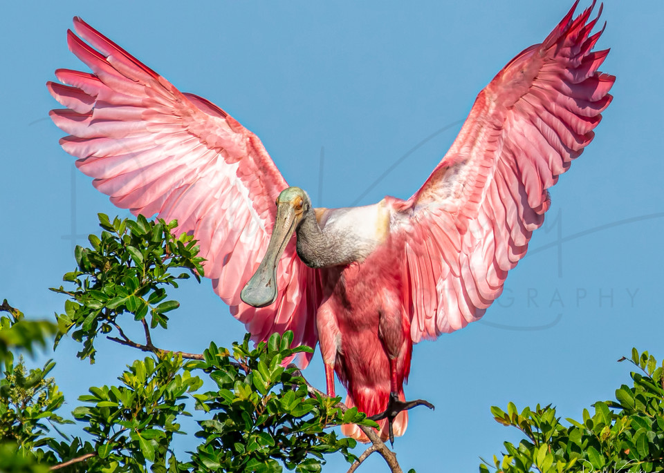 Full Spread of the Roseate Spoonbill