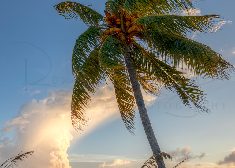 Coconut Storms