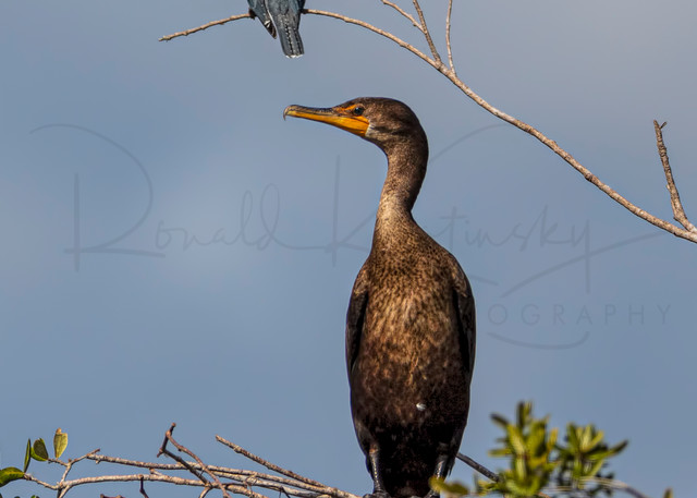 The Kingfisher and the Cormorant
