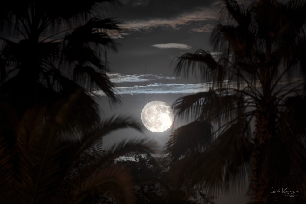 Palms of the Harvest Moon Photographic Fine Art