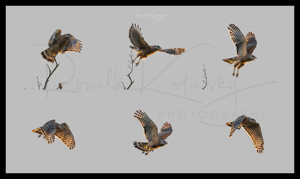 Flight of the Red Shouldered Hawk