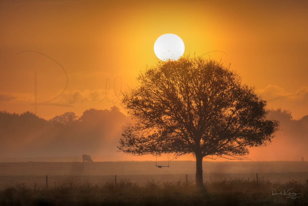 Golden Sunrise at the Pasture Fine Art Photograph 