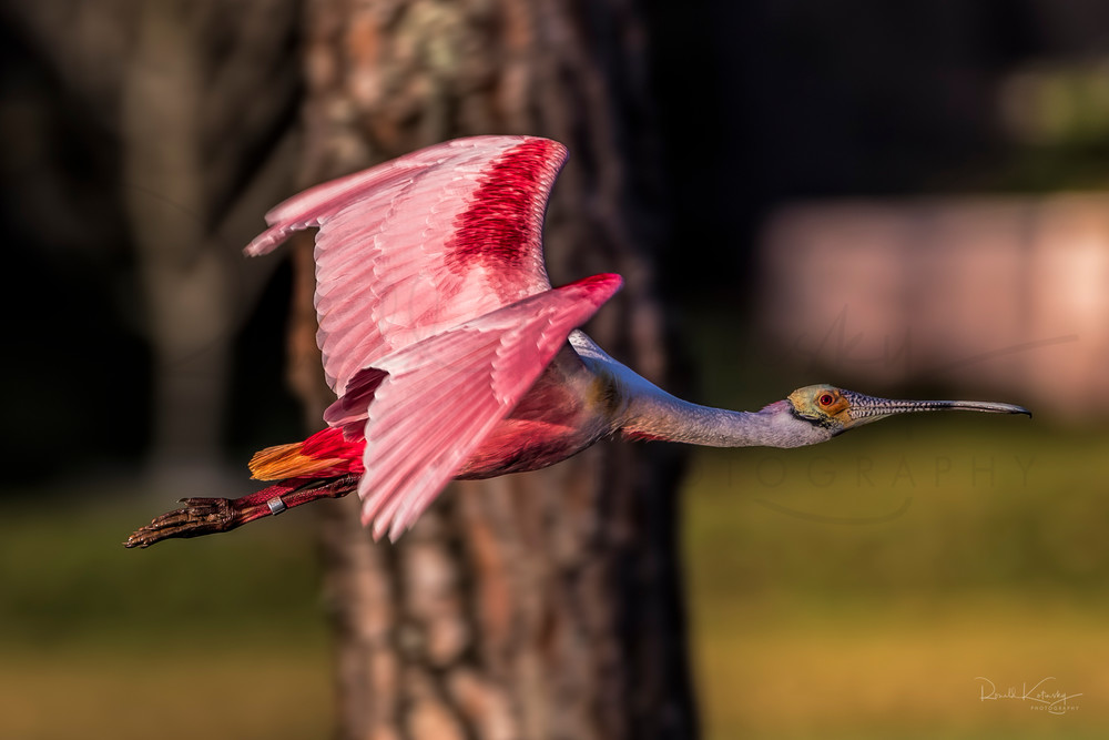 Wings of the Spoonbill