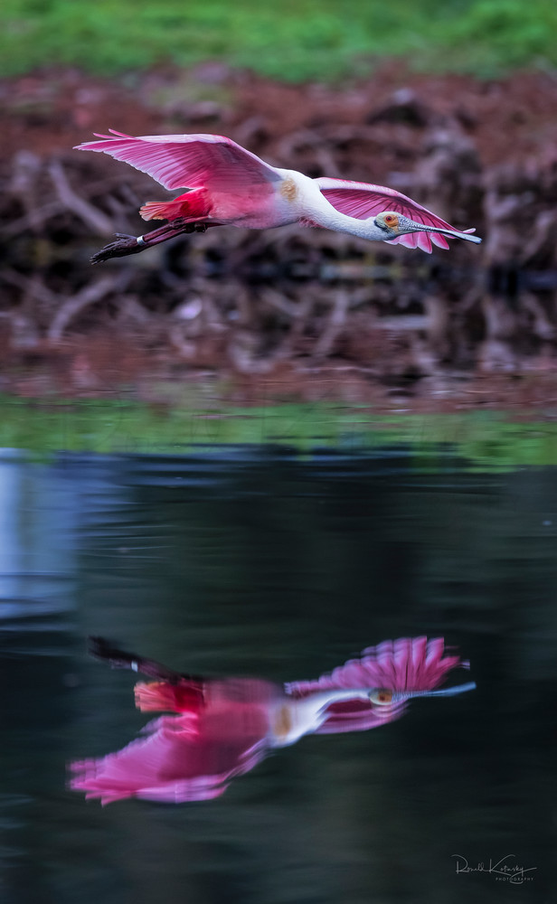 Reflections of a Roseate Spoonbill