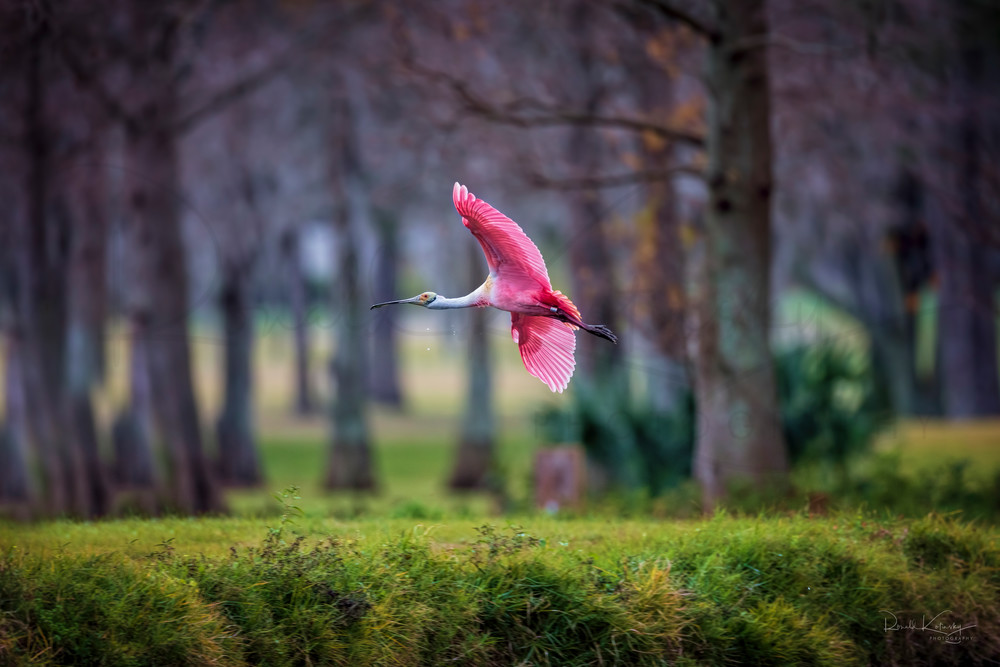 The Spoonbill and the Cypress Fine Art