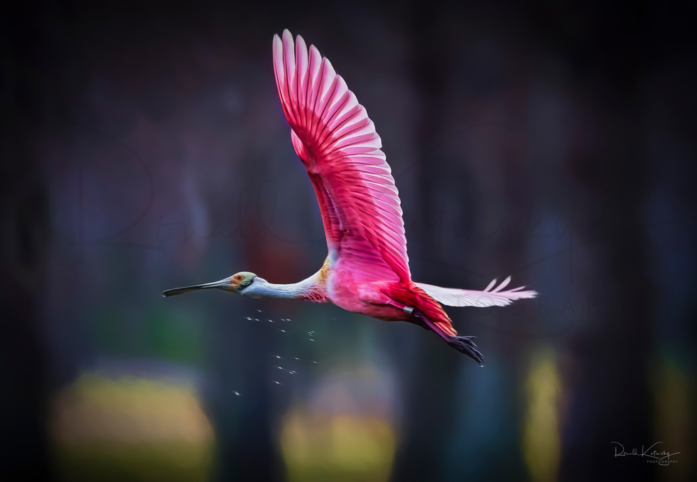 Wet Wings of the Roseate Spoonbill