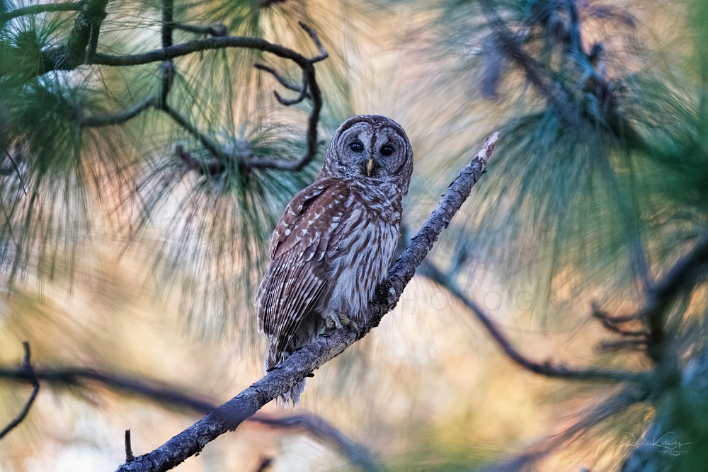 Owl of the Pines