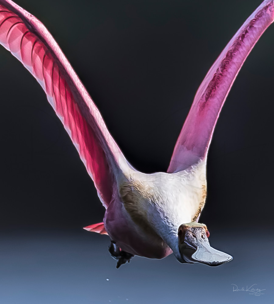 Spoonbill Flight Portrait