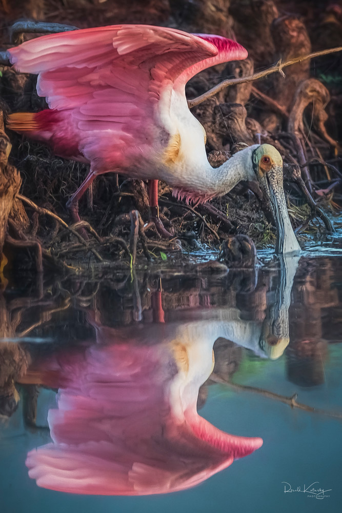 Reflections of a Spoonbill
