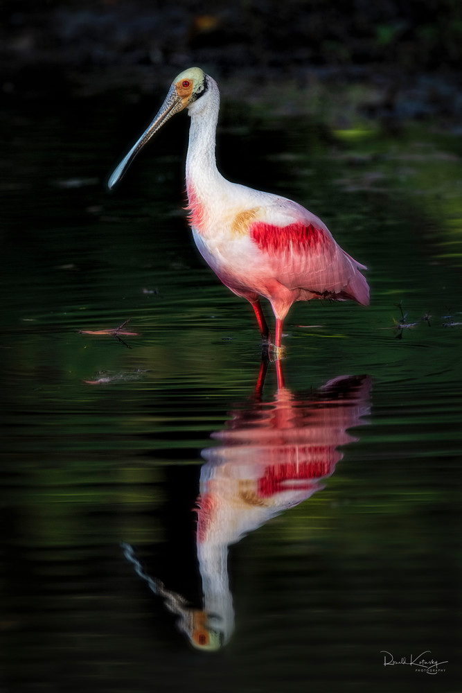 Reflections of a Spoonbill 2