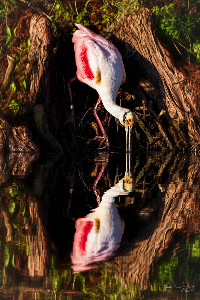 Reflections of a Spoonbill 3