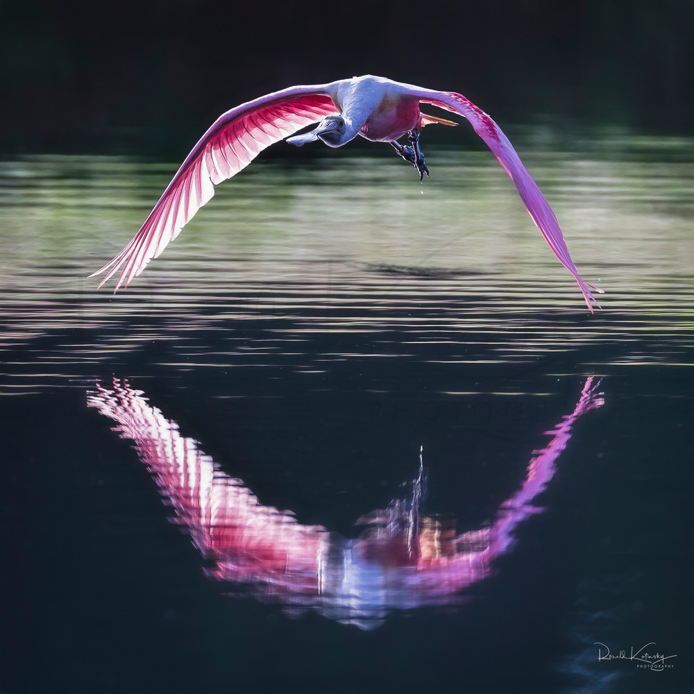 Head On Reflections  - Roseate Spoonbill