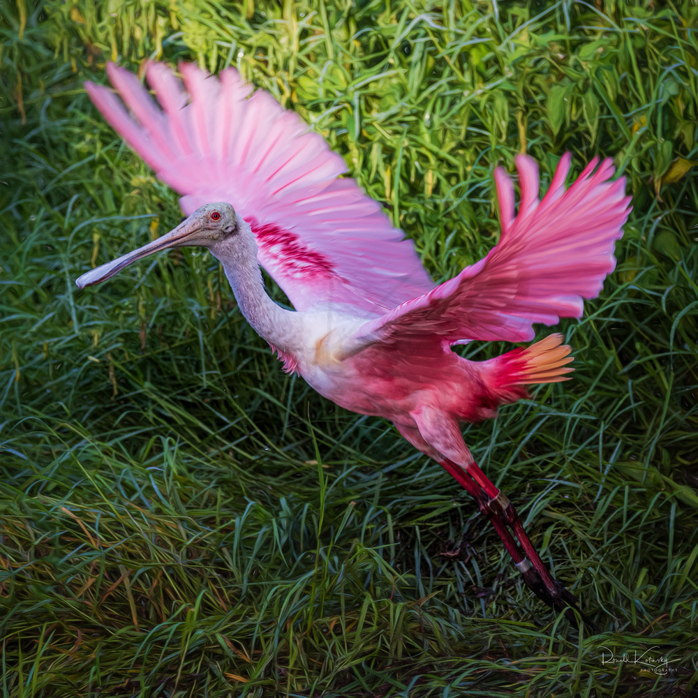 Liftoff of the Roseate Spoonbill