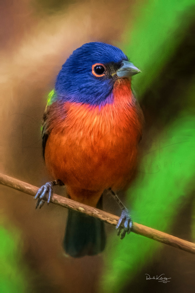A Portrait of a Painted Bunting