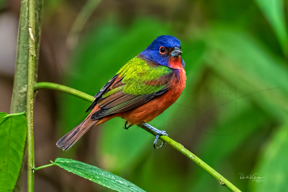 The Painted Bunting Portrait 2