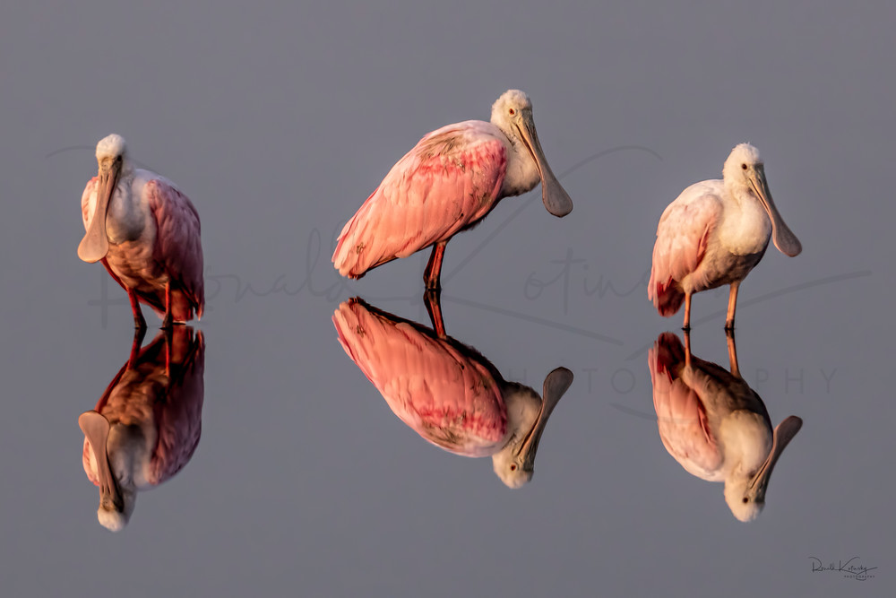 The 3 Wise Roseate Spoonbills