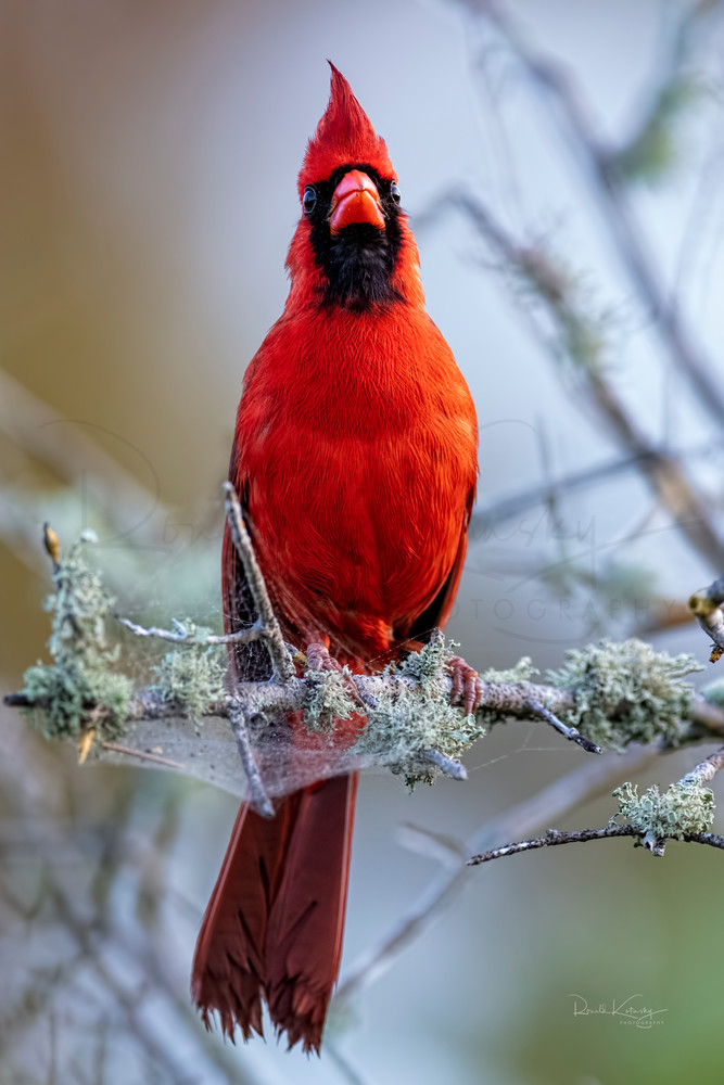 The Flaming Red Cardinal