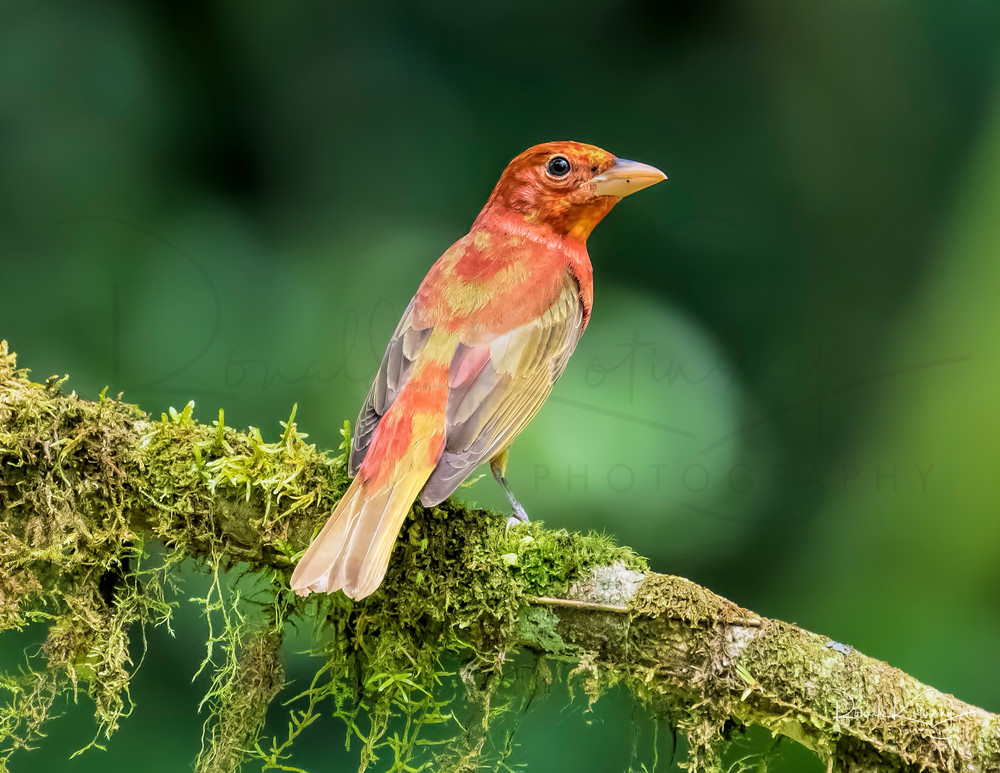 The Summer Tanager