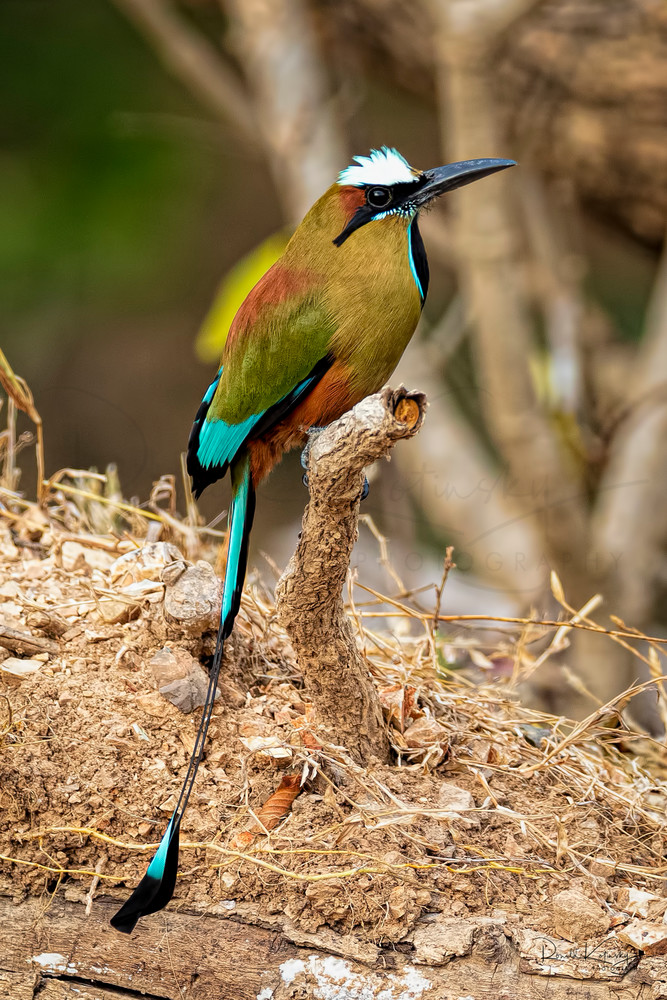 A Portrait of a Turquoise-Browed Motmot