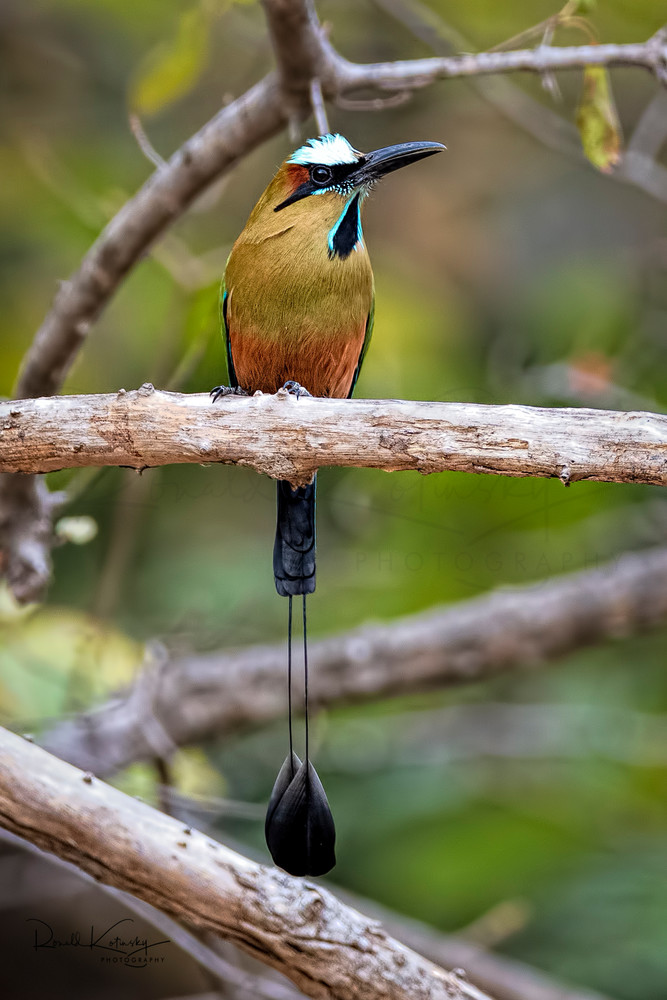 The Turquoise Browed Motmot 