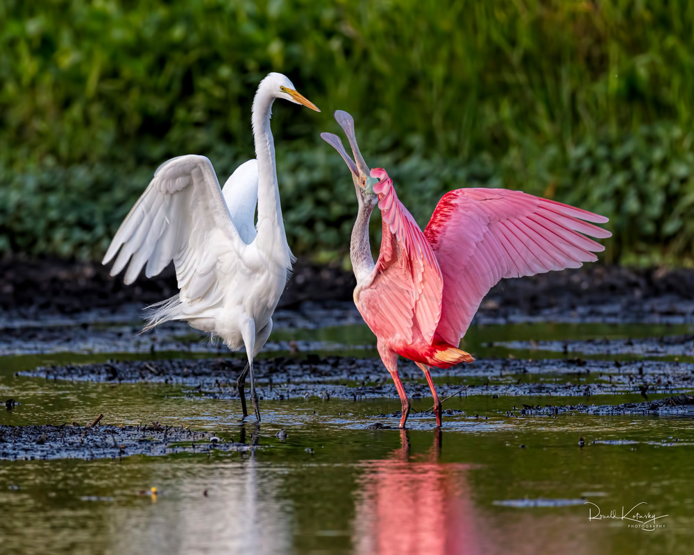 The Spoonbill and the Great White Egret