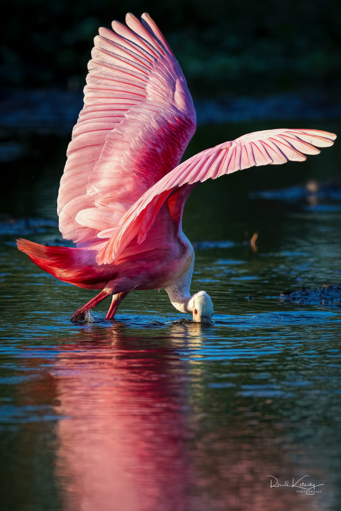 Wings of the Roseate Spoonbill