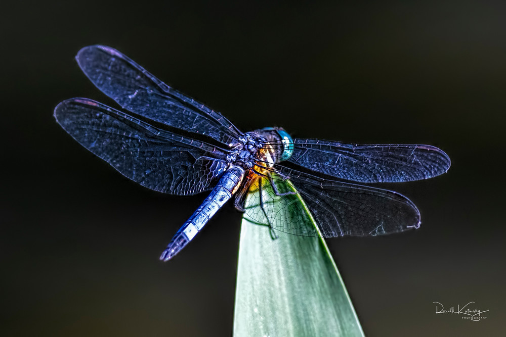The Blue Dasher Dragonfly