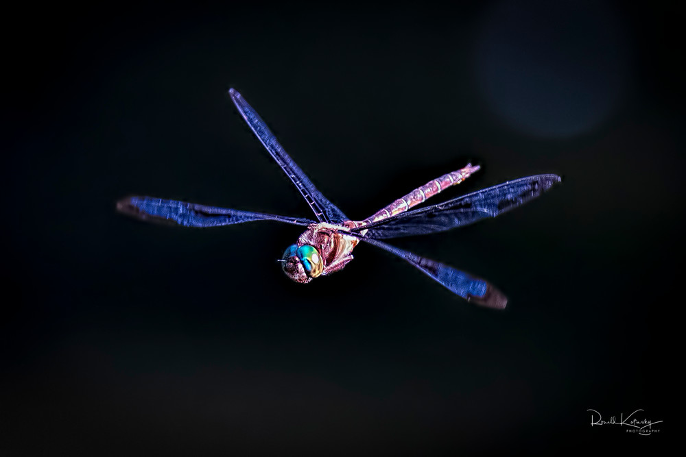 The Wandering Glider Dragonfly