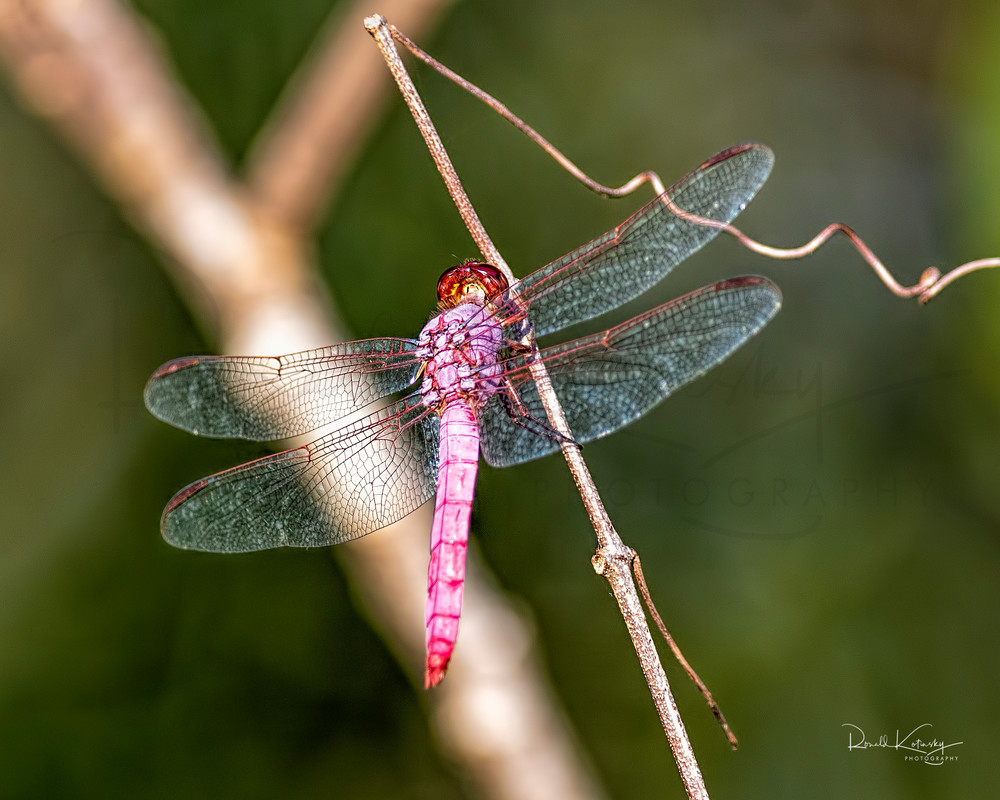 The Roseate Skimmer Dragonfly 2