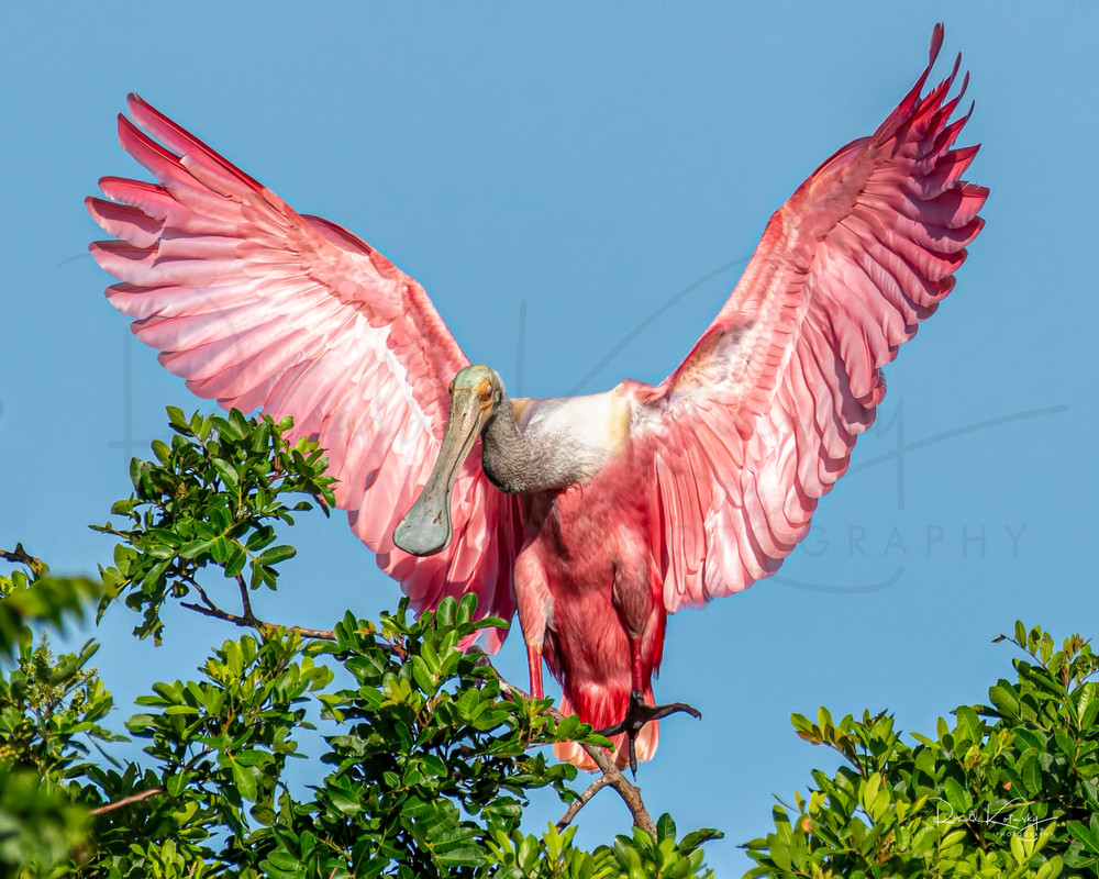 Full Spread of the Roseate Spoonbill