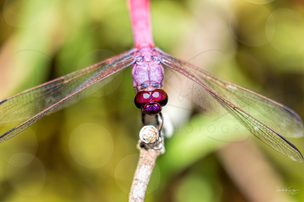 A Closeup of a Roseate Skimmer Dragonfly